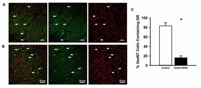 Deletion of Glucocorticoid Receptors in Forebrain GABAergic Neurons Alters Acute Stress Responding and Passive Avoidance Behavior in Female Mice